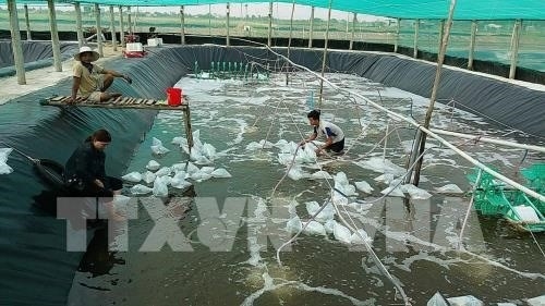 Master plan needed to develop shrimp farming