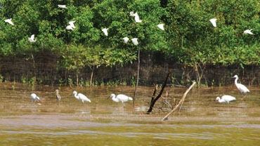 Exploitation of rare flora, fauna banned