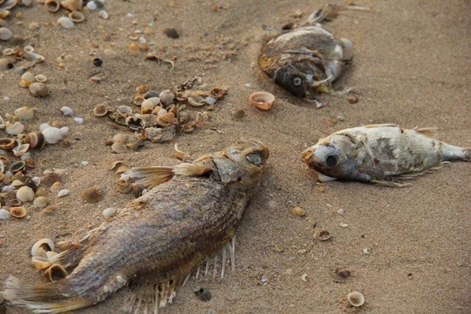 Vietnam mass fish deaths: gov't to reveal cause on June 30