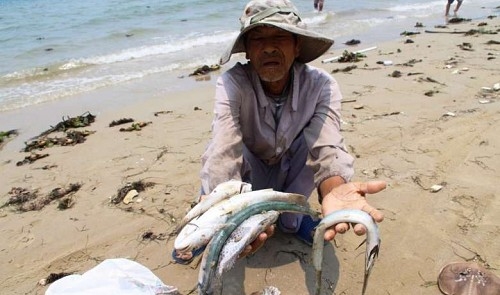 Taiwan's Formosa under fire over Vietnam mass fish deaths