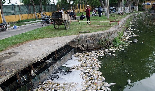 Tons of fish found dead in Danang park