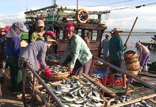 Quang Binh destroys 606 tons of cadmium contaminated fish