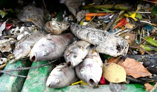 More fish die in HCM City canal, toxic gases suspected