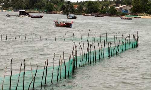 Red algae the cause of latest fish deaths in central Vietnam