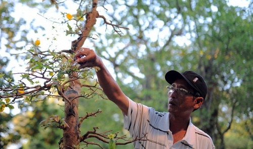 Ho Chi Minh City flower fest draws 700,000 visitors during Tet