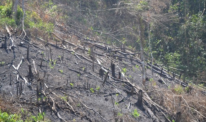 Central Vietnam ranger killed, possibly during clash with loggers