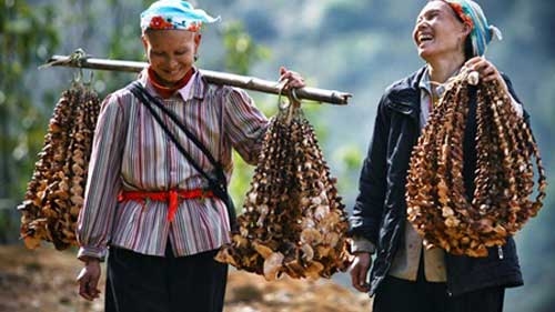 Forestry has helped many families