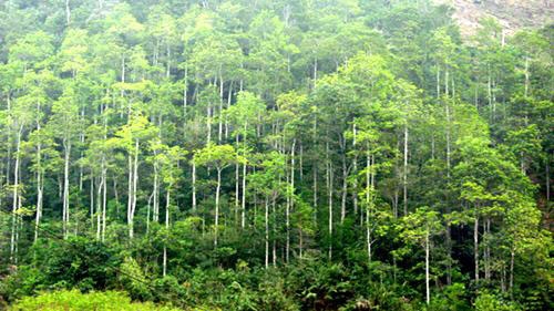 Japan to help Vietnam care for forests