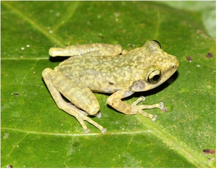 New tree frog discovered in Vietnam jungle