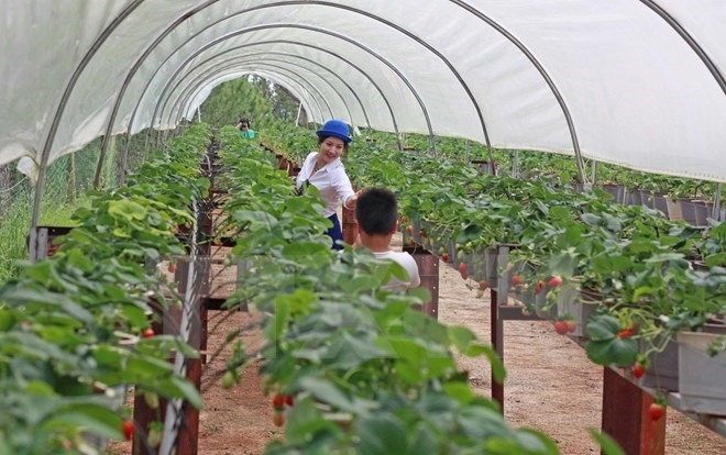 Agriculture firms struggle to get loans