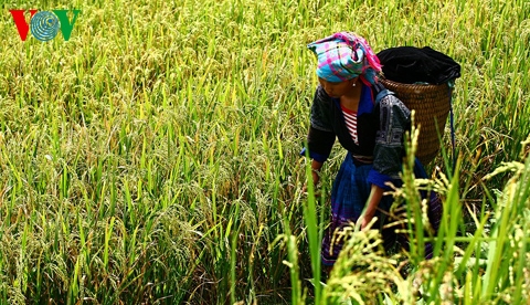 Weaker yuan presses Vietnam’s rice price down