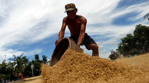 In Africa, Vietnam's rice exporters see a rising market