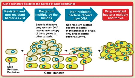 Vietnam's antibiotic resistance rate among the highest in the world