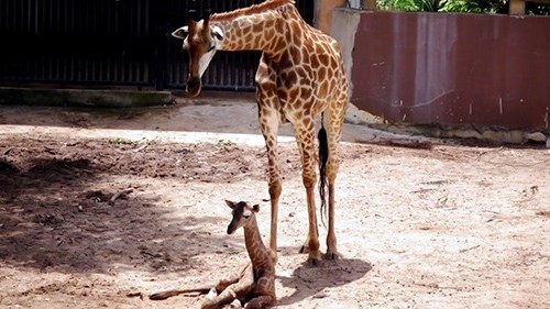 African giraffe gives birth in southern Vietnam zoo