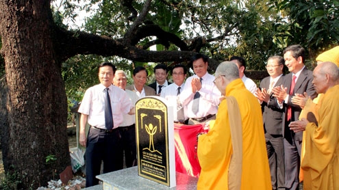 Sweet success for “Tu Quang” heritage mangos