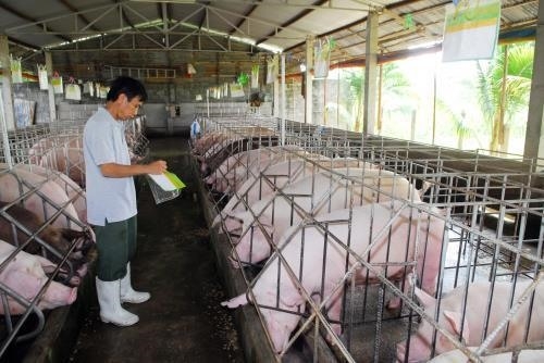 Livestock sector focuses on exports