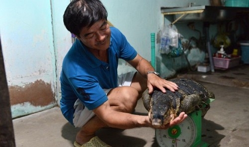 Wild water monitor, 1.5 meters long, caught in Ho Chi Minh City