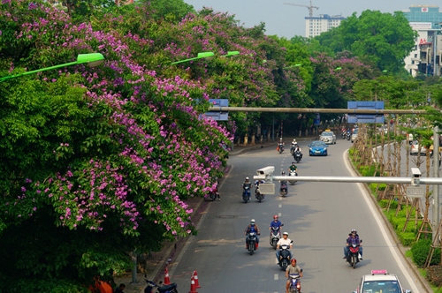 Hanoi to remove another 130 trees to make way for metro line