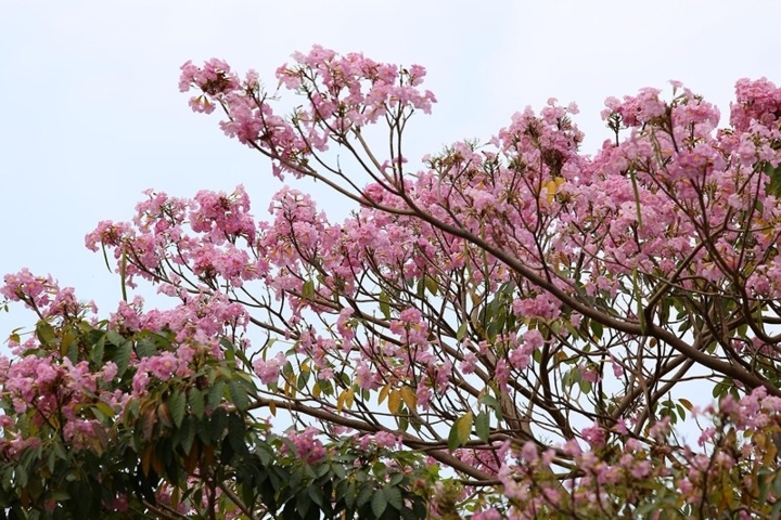 Stunning Tabebuia roses in full bloom in HCM City