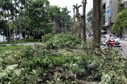 Too much of a good thing, says Hanoi as it relocates milk flower trees