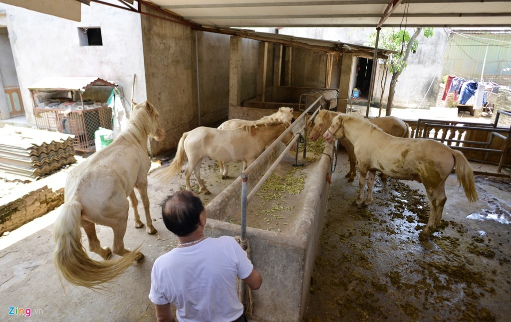 The village that breeds white horses to make bone glue