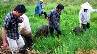 Hunting rats in Southern Vietnam