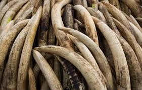 Vietnam presses charges against worker over African ivory smuggling