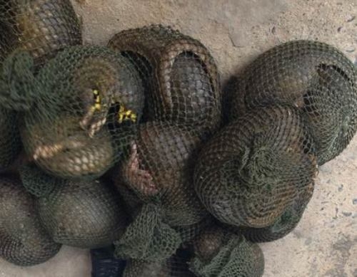 Police rescue 149 pangolins from trafficker in northern Vietnam