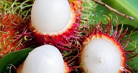 International know-how to help local fruit exports