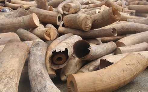 Saigon customs seize 1.3 tons of smuggled ivory