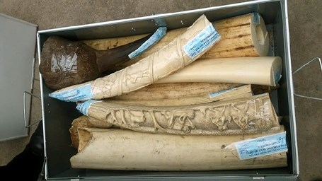 65 kgs of smuggled rhino horns, ivory busted at Hanoi airport