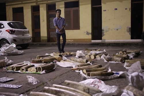 Man caught with over 500 kgs of ivory, allegedly tries to bribe police