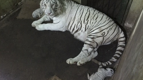 Rare white tigress gives birth to 3 cubs at Saigon zoo