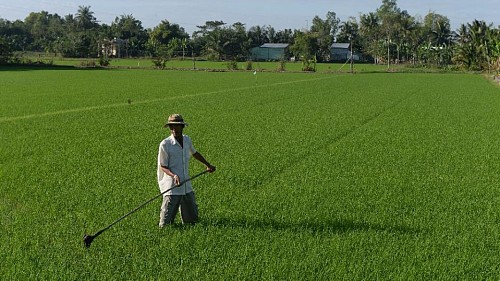 Vietnam rice boom heaping pressure on farmers, environment