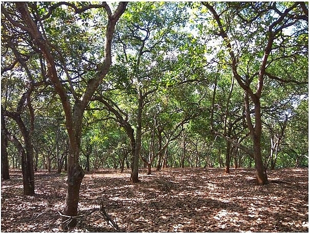 Lafooco granted USDA Organic Certificate for cashew nuts