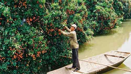 Hai Duong litchi whets American appetites