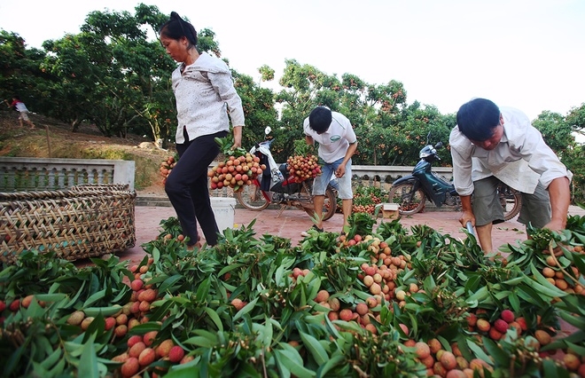 Harvest season in Vietnam’s kingdom of litchi