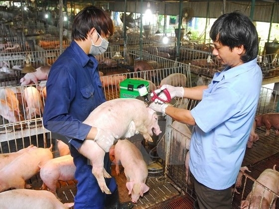 Vietnam takes action on African swine fever