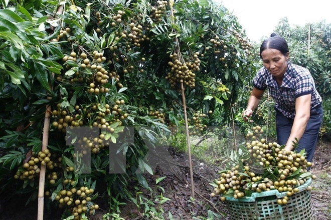 Longan production down, price up