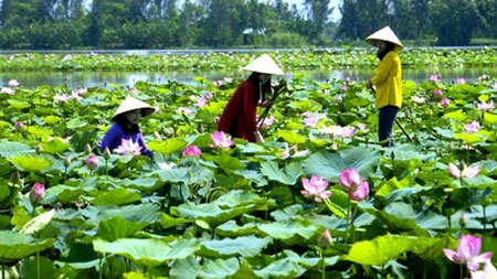 Floating in paradise of lotus