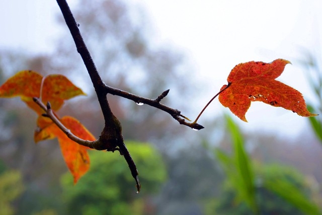 Explore stunning beauty of red maple forests near Hanoi