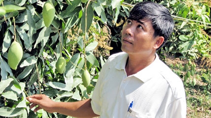Dong Nai’s fresh mango shipped abroad