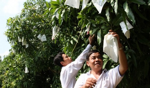 Mango farmers plagued by false rumor of unsafe wrapping bags