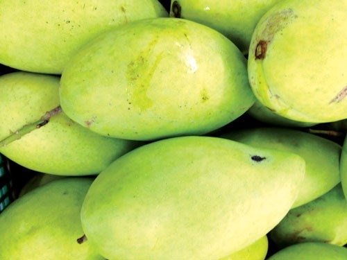 Vietnam to export mangoes to Australia