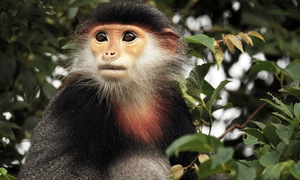 New troops of endangered primates discovered in southern Vietnam