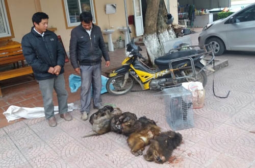 Two arrested with seven red-faced monkeys in central Vietnam