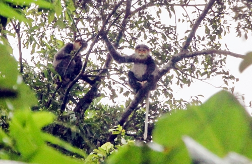 Forest revived to save last members of rare monkey species