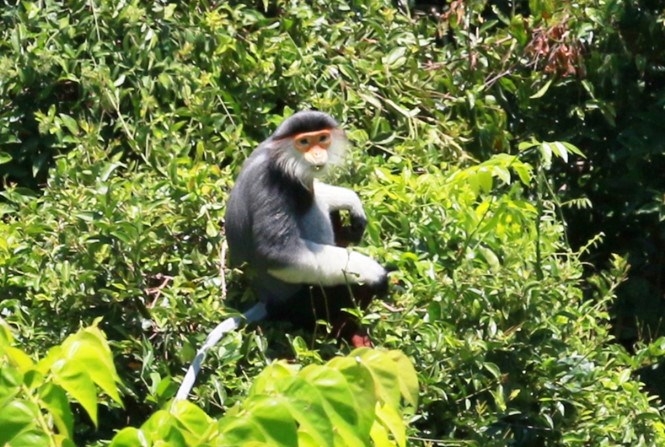 Vietnam reserve trees felled, rare primates lose habitat