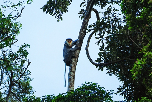 Rare monkeys left to disappear in central Vietnam