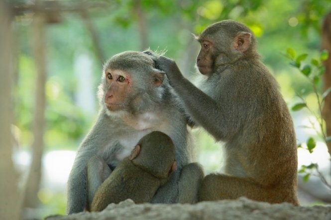 Man fined for killing 3 monkeys in central Vietnam